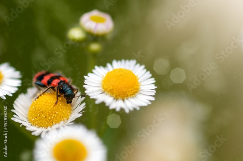 black and red beetle sitting on a daisy