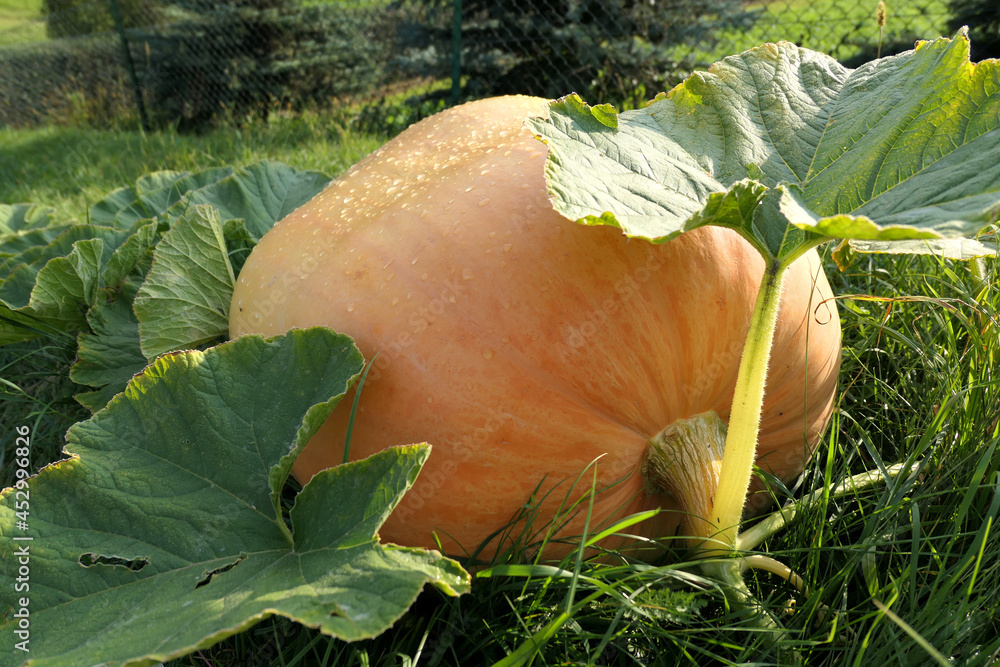 Atlantic Giant pumpkin growing  in the garden - obrazy, fototapety, plakaty 
