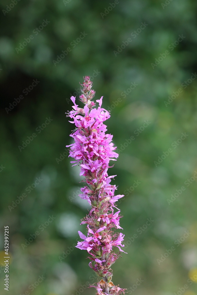 Obraz premium Purple Loosestrife_Lythrum salicaria