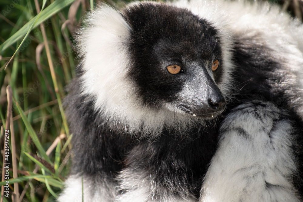 Closeup of an adult black and white ruffed lemur, varecia variegata. This critically endangered species is indigenous to the rainforests of Madagascar.