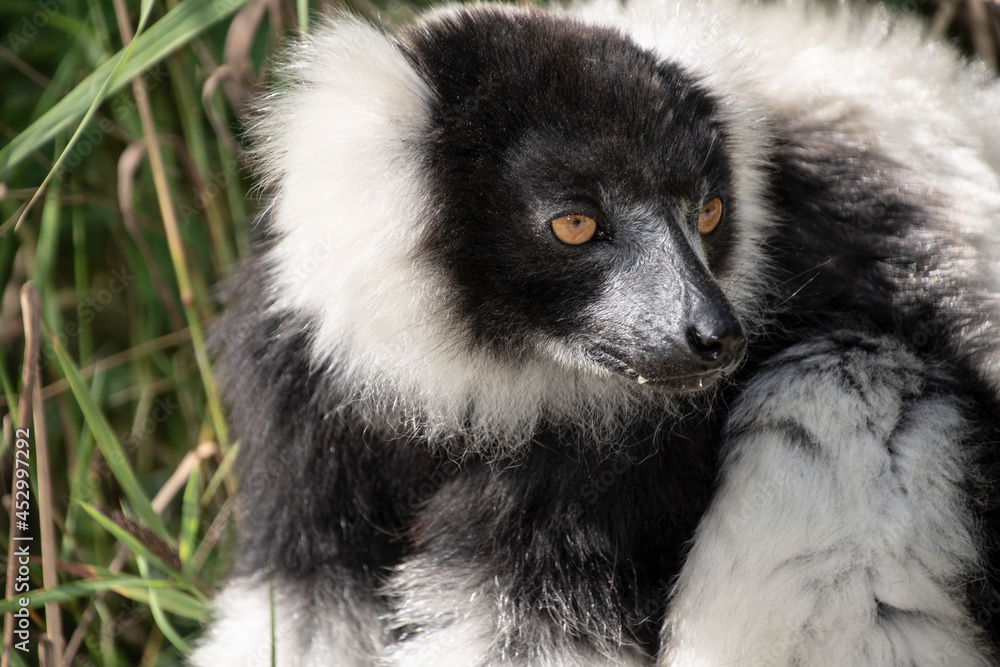 Naklejka premium Closeup of an adult black and white ruffed lemur, varecia variegata. This critically endangered species is indigenous to the rainforests of Madagascar.