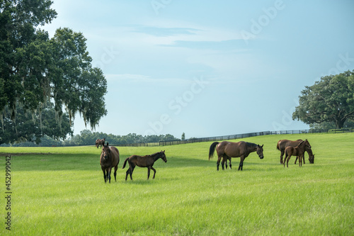 Thoroughbred horse mares and foals in lush green Ocala Florida pasture photo