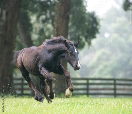 Rambunctious Gypsy Horse foal running

