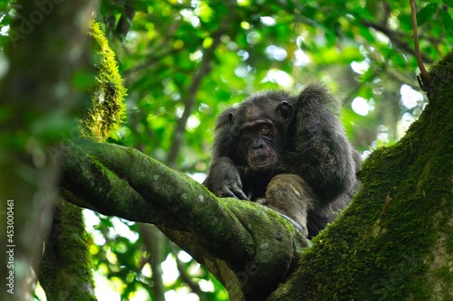 Chimpanzee take a rest in the Kibale forest. Ape in the top of tree. Primate sitting on the branch. Wild Uganda. 