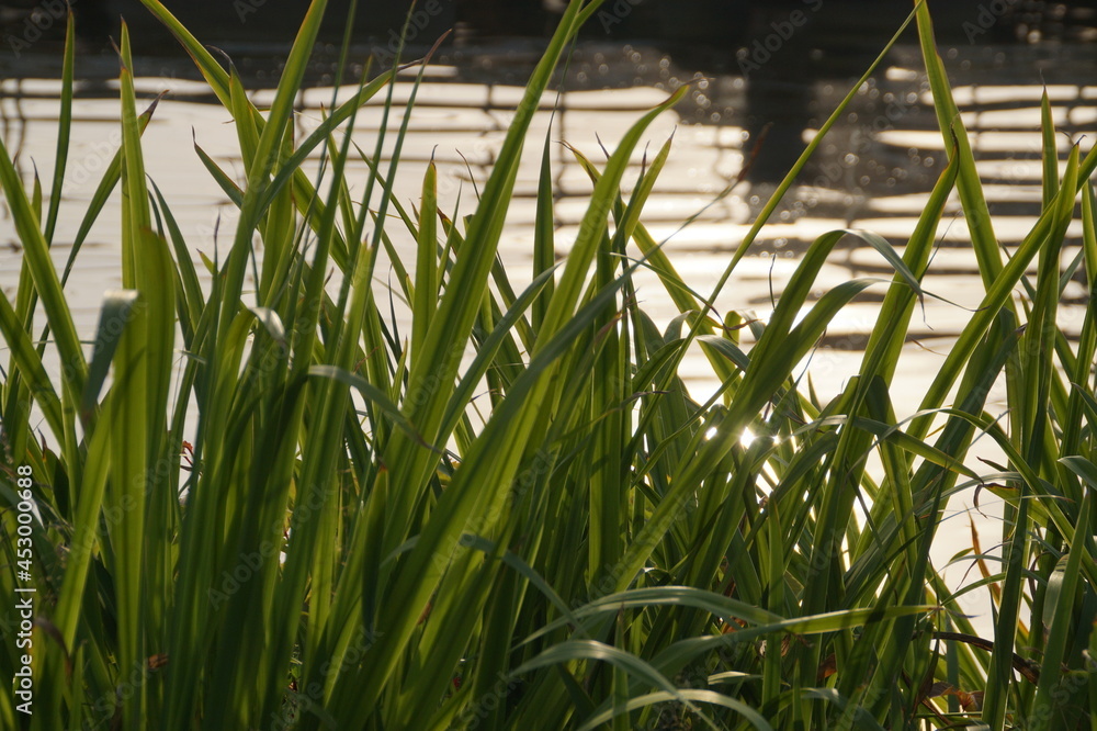 Obraz premium grass in the water