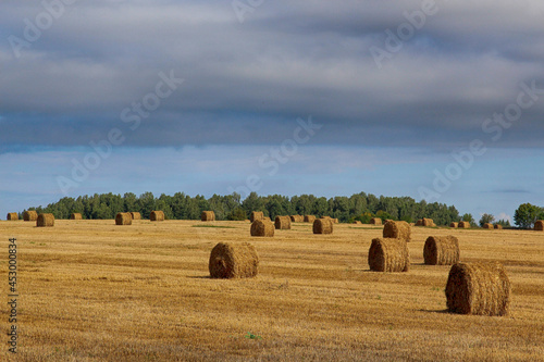 bales of hay (ID: 453000834)