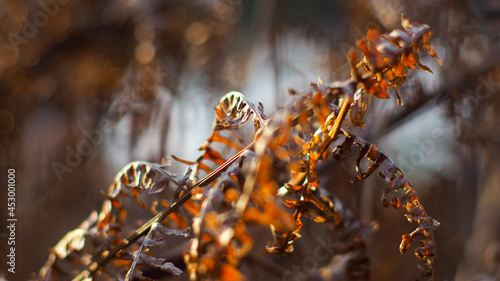 Macro de feuilles de fougère aux teintes orangées.  Cette tonalité orange est due à la lumière du soleil couchant photo