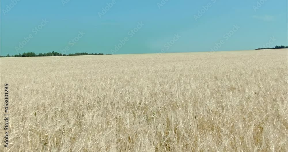 Copter flies over a golden wheat field, ripe ears of cereals. Endless wheat field, blue sky. Agricultural industry. 4k, ProRes Copter flies over a golden wheat field, ripe ears of cereals. Endless wheat field, blue sky. Agricultural industry. 4k, ProRes
