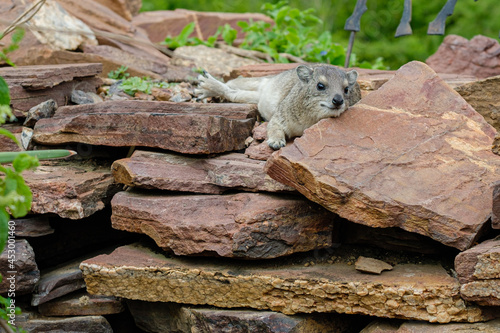 Rock Hyrax Lounging on Rocks in Serengeti National Park, Tanzania photo