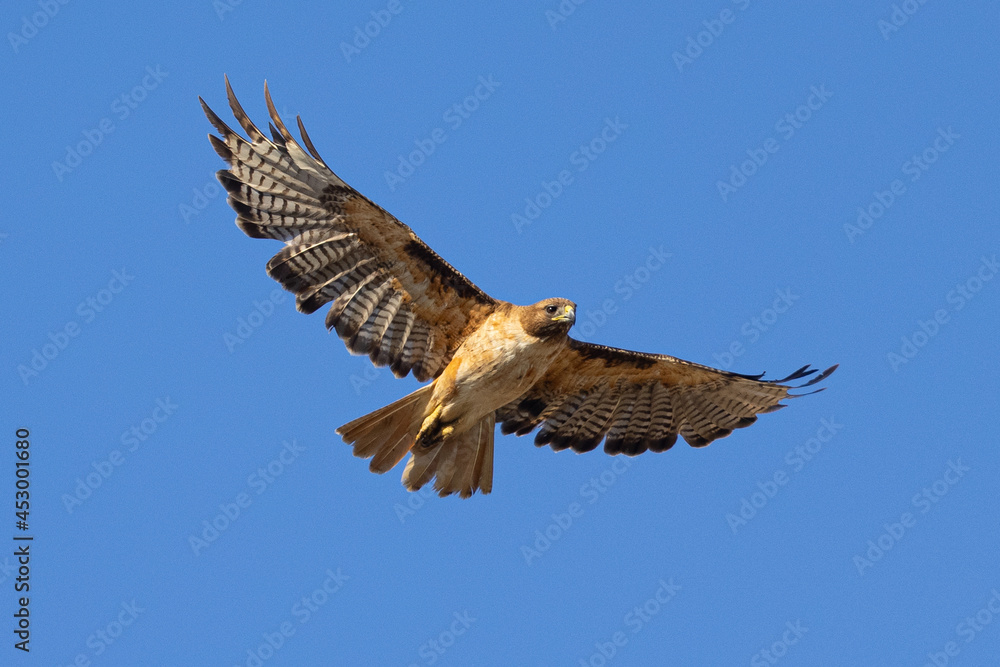 red-tailed hawk flying in beautiful light , seen in the wild in  North California 