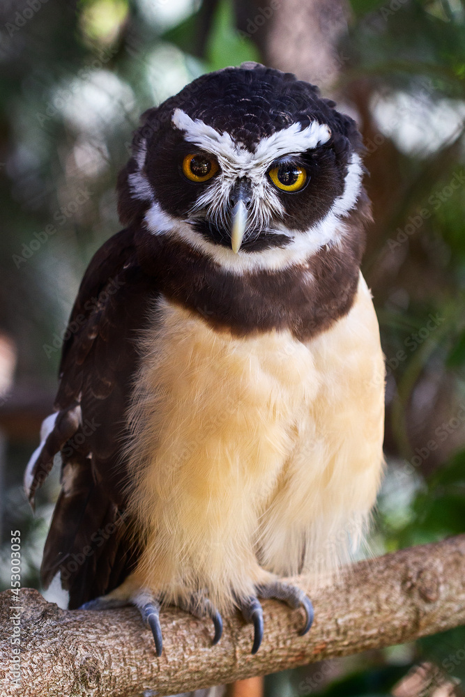 Obraz premium owl on a branch