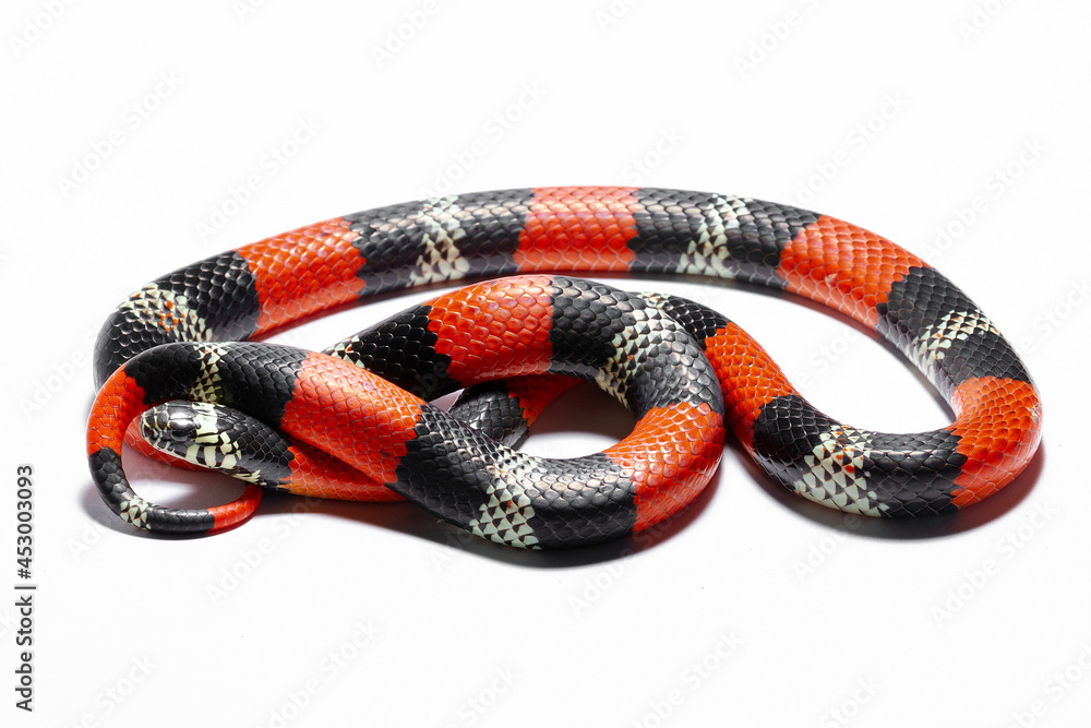 Fototapeta premium red coral snake