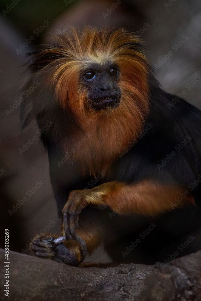 red face monkey red face monkey