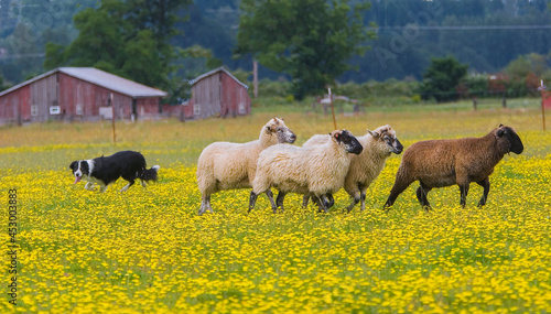 A border Collie sheep dog herding a group of sheep during a field trial in a field of yellow buttercup flowers near Scio Oregon