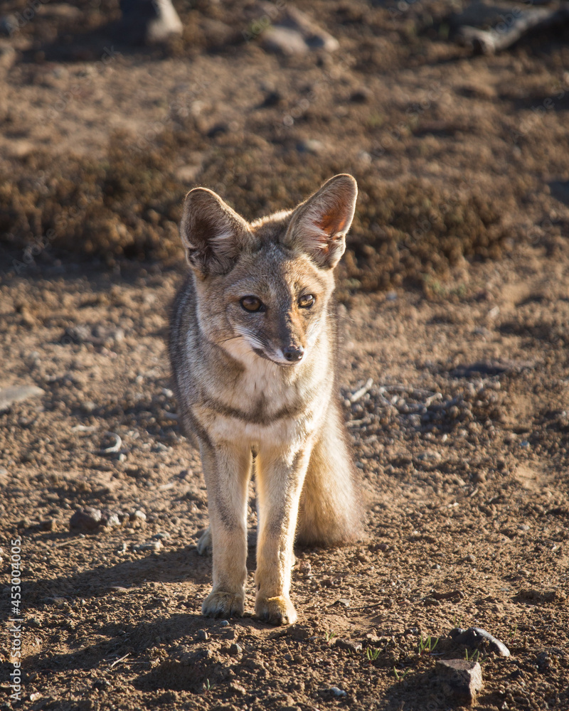 Fototapeta premium Chilla gray Fox in the chilean desert