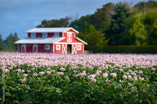 Red Barn Blossoming Potato Field. Flowering potato plants in front of a red barn.