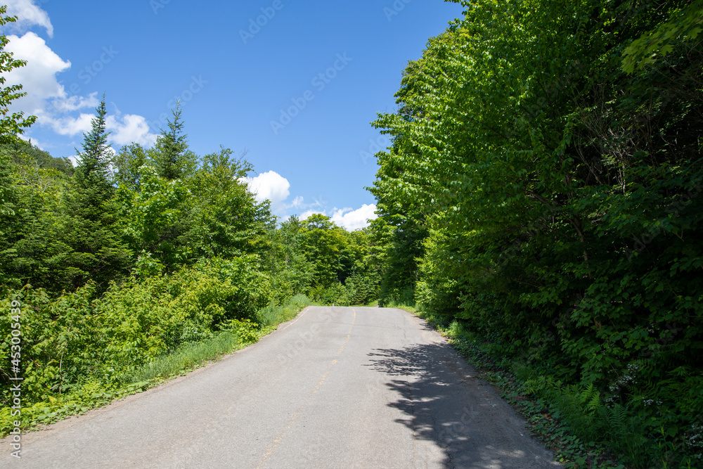 Route dans la forêt lors d'une journée ensoleillée d'été avec des feuilles vertes dans les arbres autour