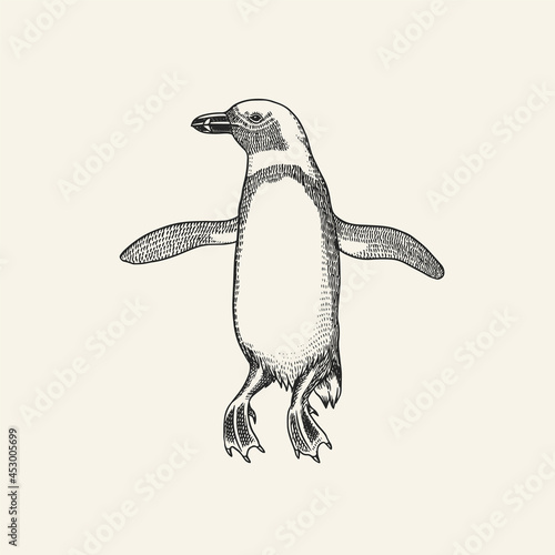 African penguin Magellanic Humboldt Galapagos chick. Cute small animal. Vector graphics black and white drawing. Hand drawn sketch. Aquatic flightless bird. 