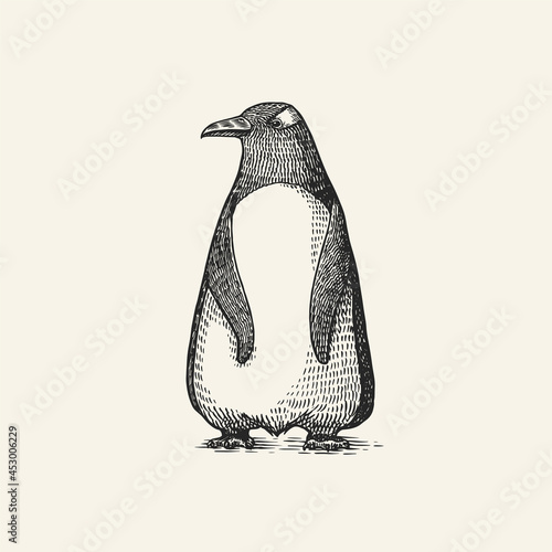 Gentoo penguin. Vector graphics black and white drawing. Hand drawn sketch. Aquatic flightless bird. Cute animal.