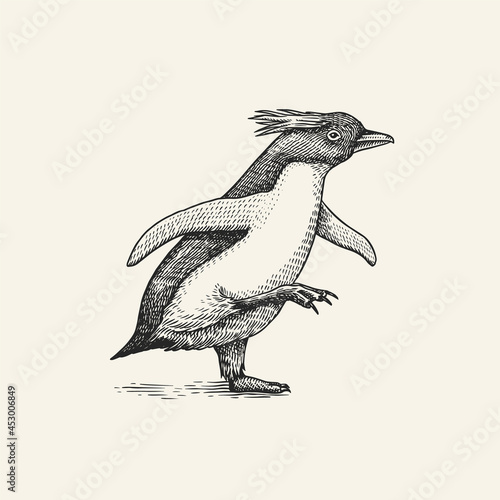 Erect-crested penguin or Macaroni. Cute small animal. Vector graphics black and white drawing. Hand drawn sketch. Aquatic flightless bird. 