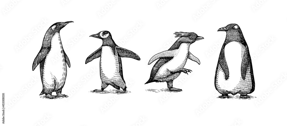 Obraz premium Emperor penguin and cute baby. Adult with juveniles. Small family set. Vector graphics black and white drawing. Hand drawn sketch. Group of aquatic flightless birds. African and Gentoo and King chick