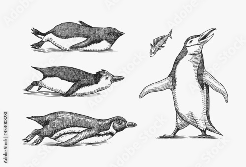 Emperor penguin tobogganing. Adult with juveniles. Small family set. Vector graphics black and white drawing. Hand drawn sketch. Group of aquatic flightless birds. African and Gentoo and King chick