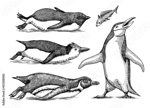 Emperor penguin and cute baby. Small cute family. vector graphics black and white drawing. Hand drawn sketch. Group of aquatic flightless birds. African and Gentoo and King chick