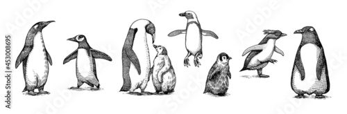 Emperor penguin colony. Adult with juveniles. Small family set. Vector graphics black and white drawing. Hand drawn sketch. Group of aquatic flightless birds. African and Gentoo and King chick