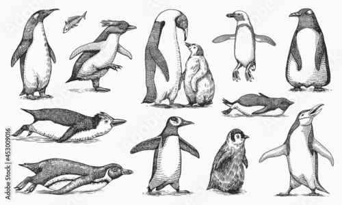 Emperor penguin and cute baby. Adult with juveniles. Small family set. Vector graphics black and white drawing. Hand drawn sketch. Group of aquatic flightless birds. African and Gentoo and King chick
