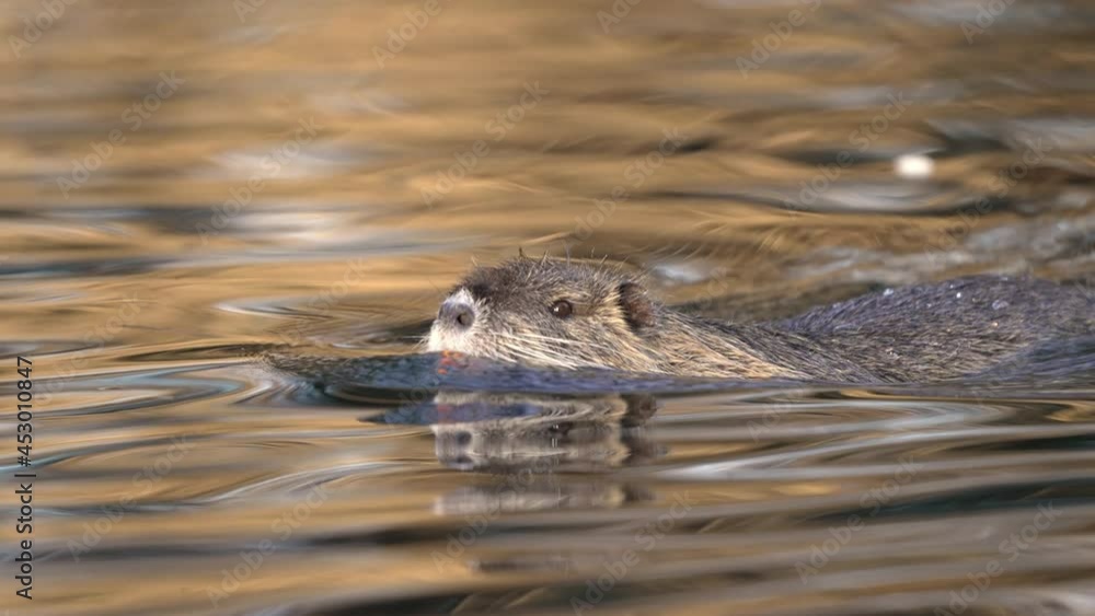 Nutria Coypu (Myocastor coypus) Swimming in Lake with Cinematic Reflection, Closeup Nutria Coypu (Myocastor coypus) Swimming in Lake with Cinematic Reflection, Closeup