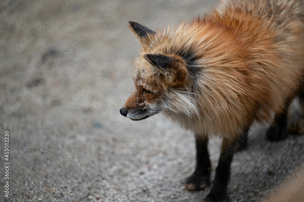 Fototapeta premium きつね