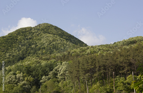 Summer forest and blue sky