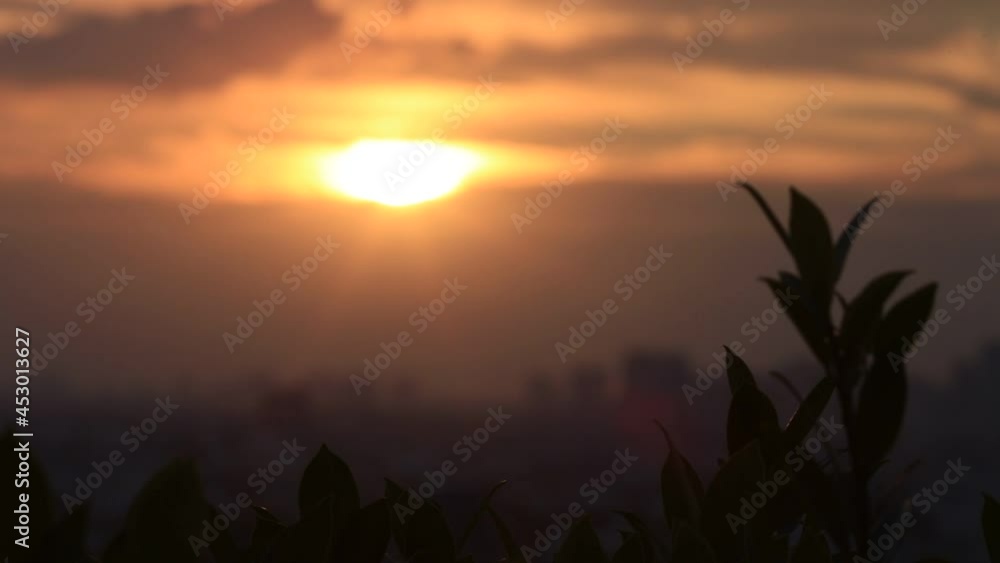Motion blur video background Of bokeh or morning light that hits the leaves and moves in the wind blowing through, the beauty of the ecosystem Motion blur video background Of bokeh or morning light that hits the leaves and moves in the wind blowing through, the beauty of the ecosystem