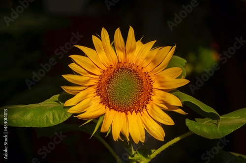 A sunflower blooming with dark background, in shallow focus