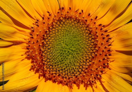 A yellow sunflower blooming  in shallow focus