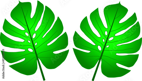 Adam's rib leafs on green background.