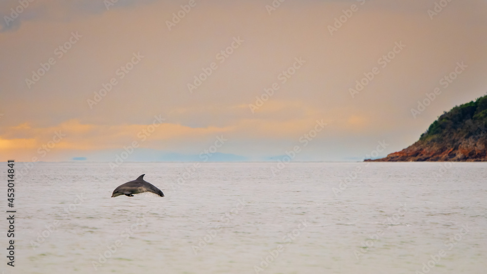 Dolphin swimming in the sunset Dolphin swimming in the sunset