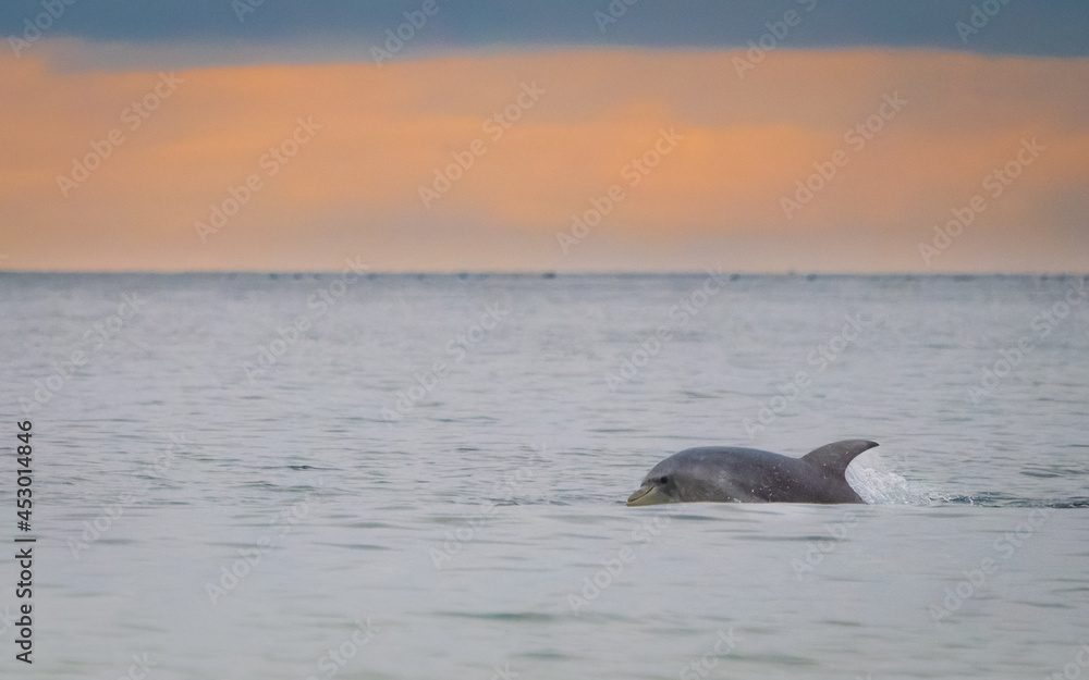Fototapeta premium Dolphin swimming in the sunset