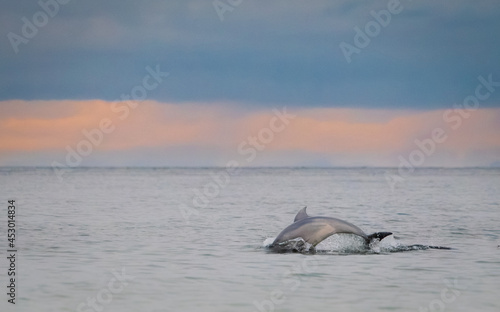 Dolphin swimming in the sunset