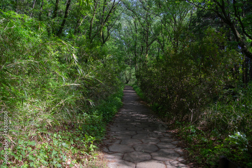 Stone paved path with trees on both sides in summer