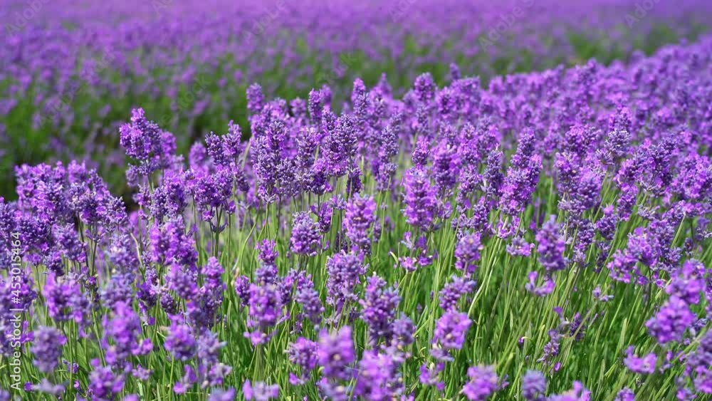 Beautiful lavender swaying from side to side with the breeze Beautiful lavender swaying from side to side with the breeze