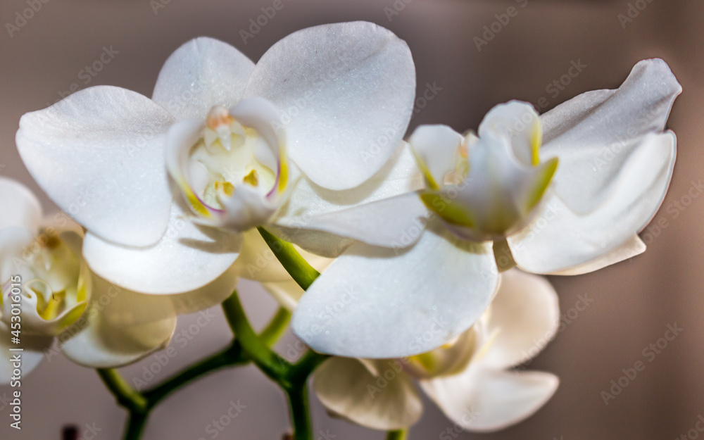 Beautiful Orchid flower blooming Beautiful Orchid flower blooming