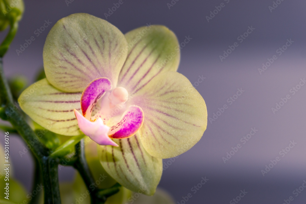 Beautiful Orchid flower blooming Beautiful Orchid flower blooming