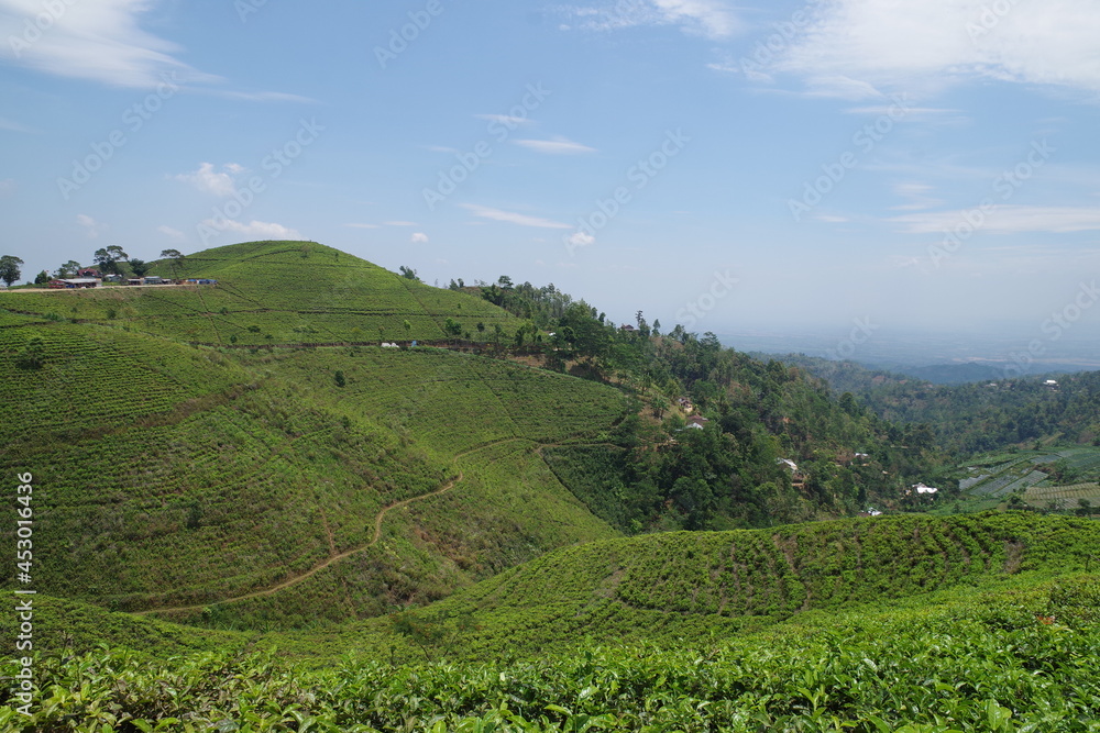 インドネシア　ジャワ島の茶畑