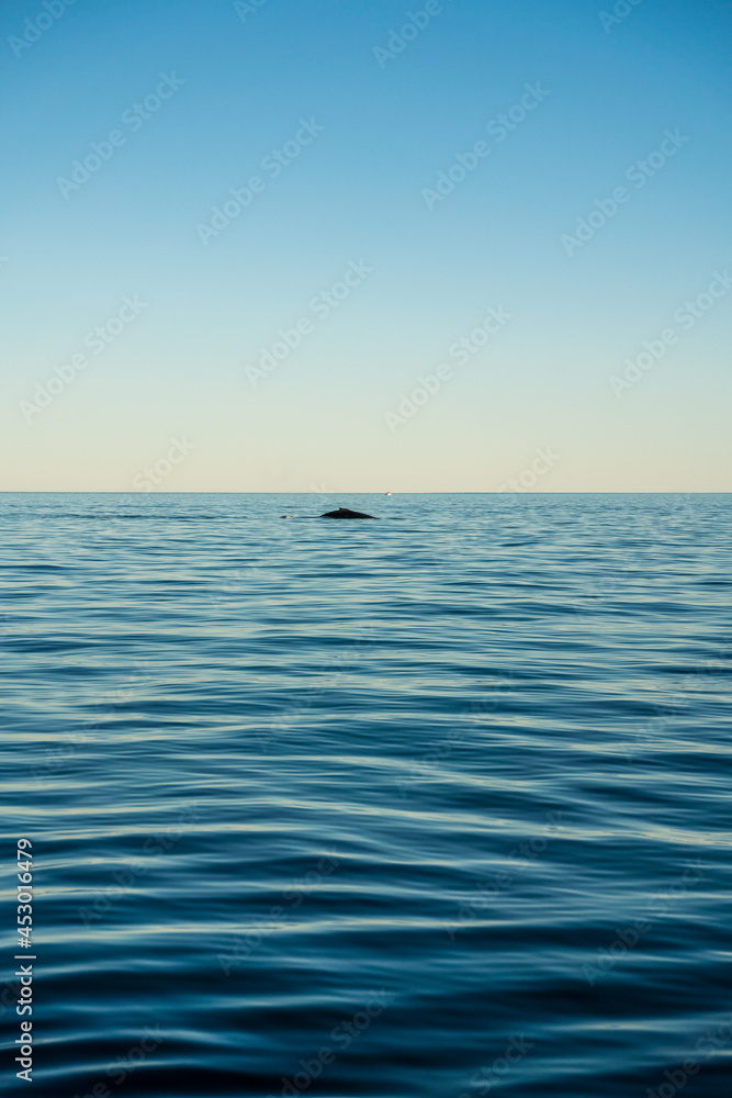 Obraz premium Humpback whale watching sunset tour, Exmouth - Western Australia