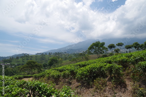 インドネシア ジャワ島の茶畑