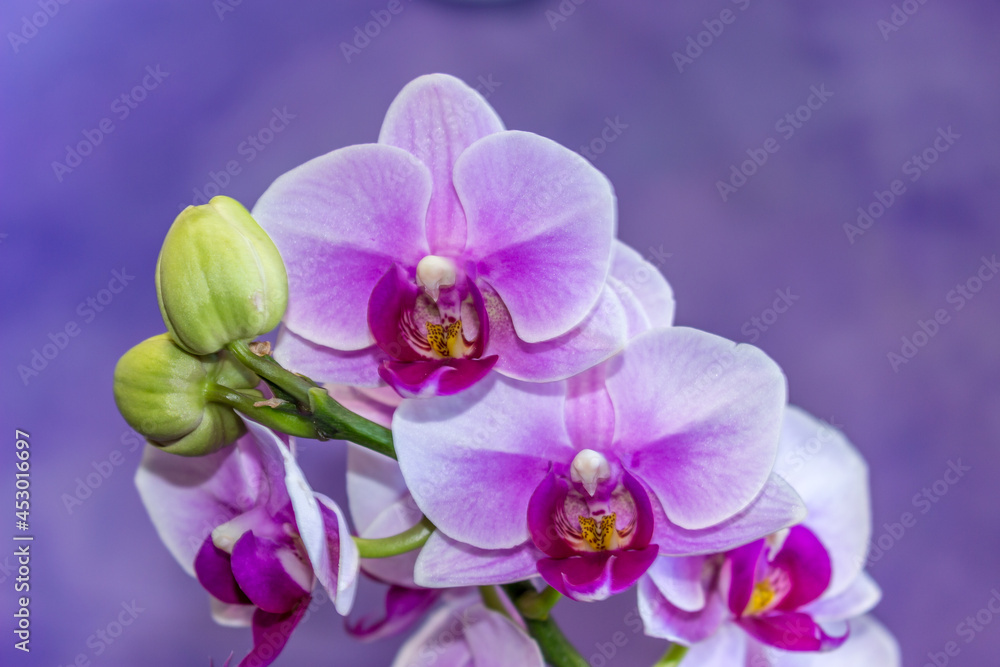 Beautiful Orchid flower blooming Beautiful Orchid flower blooming