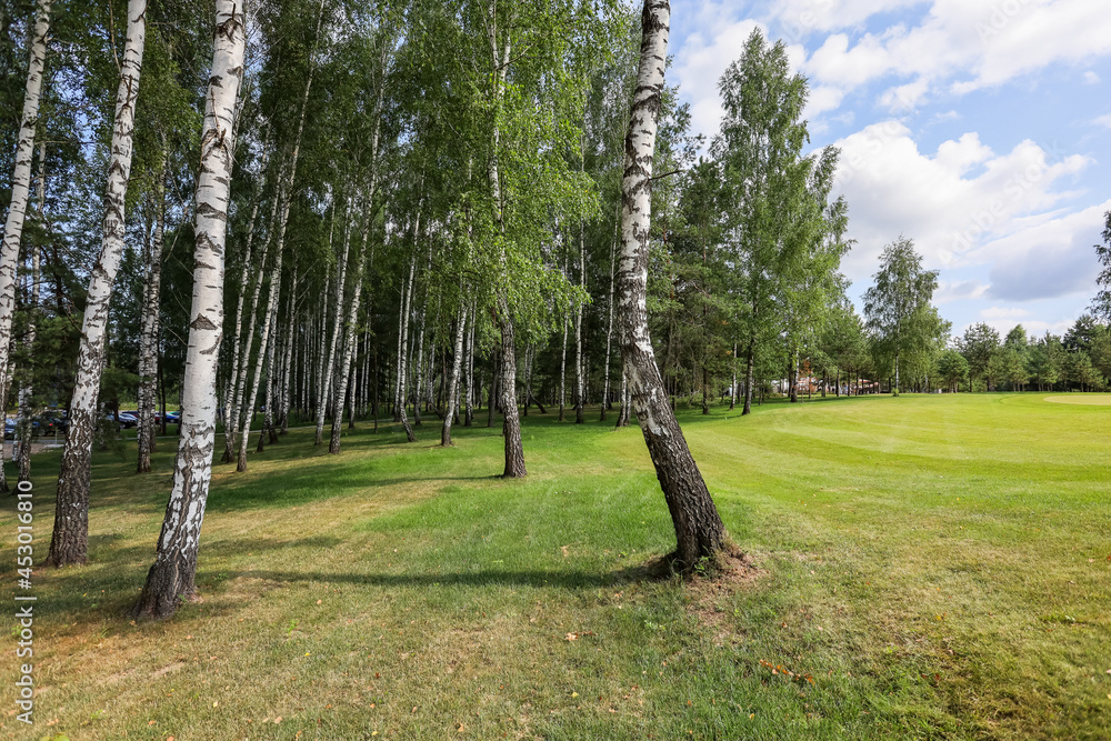 Obraz premium Birch grove with green grass on a background of a sky with clouds. High quality photo