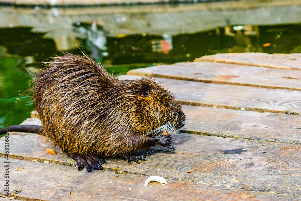Nutria on the wooden flooring on summer