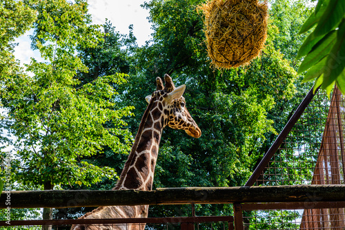 Adult giraffe  Giraffa camelopardalis  in the corral